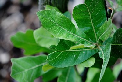 Quercus marilandica - dub marylandský - letní listy s žilnatinou